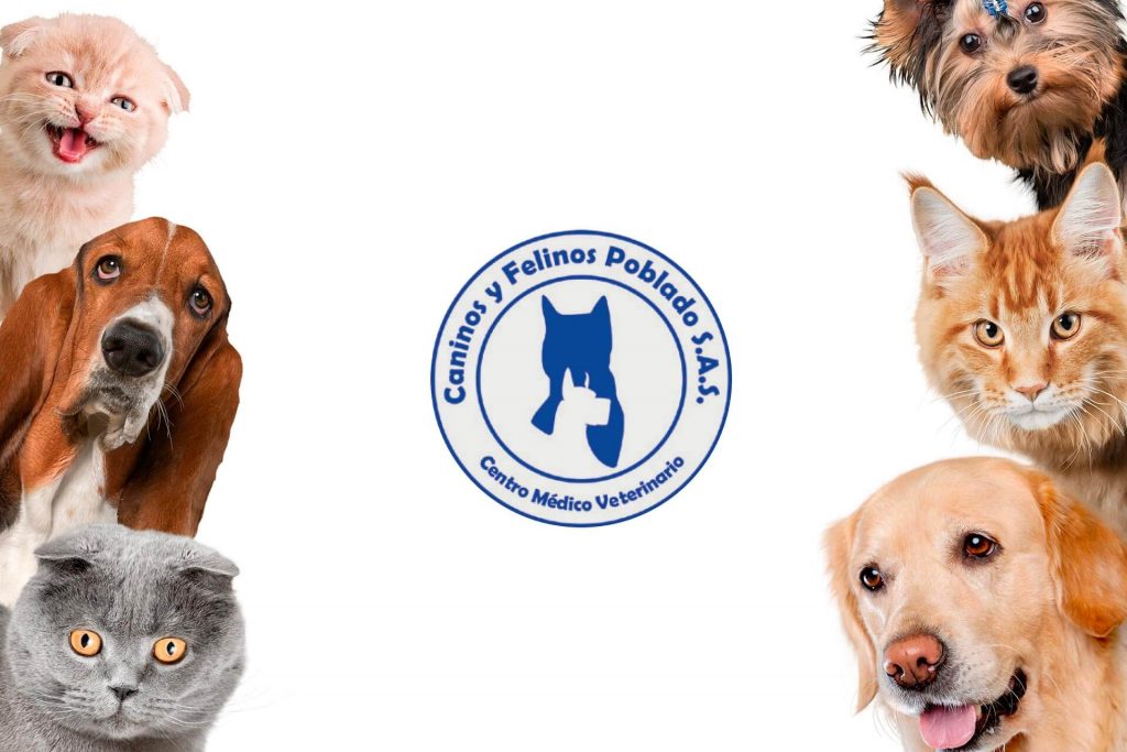 Beneficio Club Intelecto Caninos y felinos