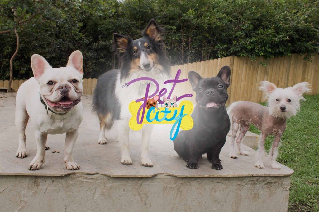 Beneficio Club Intelecto Pet city