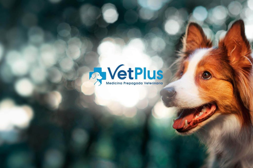 Beneficio Club Intelecto Vet Plus