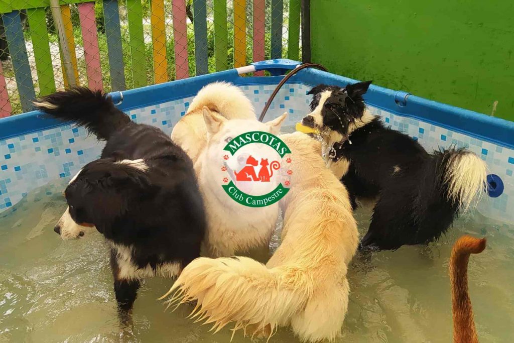 Beneficio Club Intelecto Mascotas club campestre