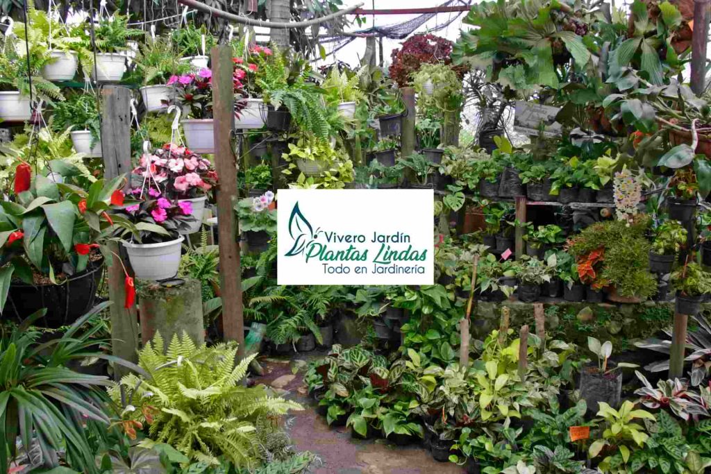 Beneficio Club Intelecto Vivero Jardín Plantas Lindas